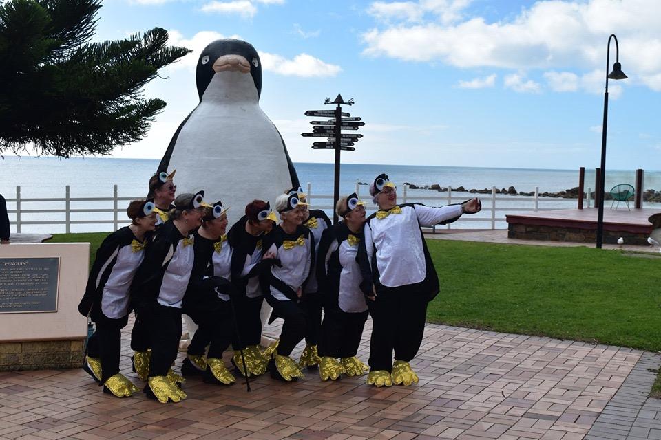 Penguin Waddle in Tasmania 